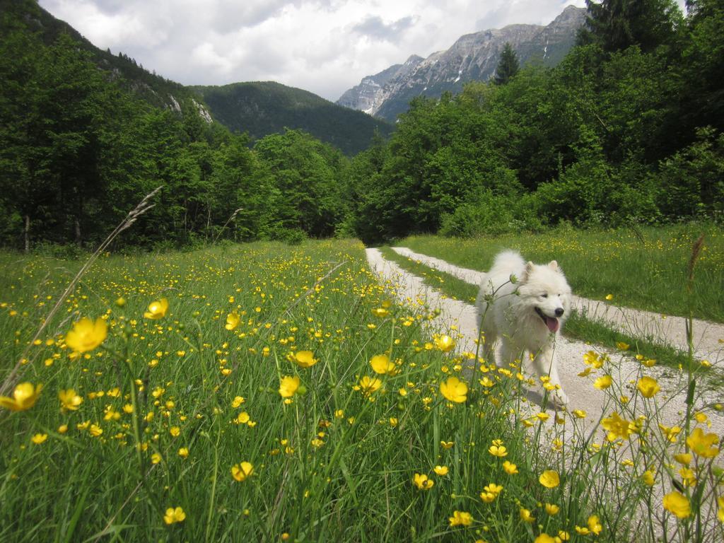 Bovec Home At Three Samoyeds Soca Ngoại thất bức ảnh